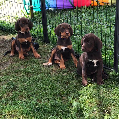 Chien,plante,race de chien,carnivore,foie,clôture,faon,chien de compagnie,herbe,animal de travail,