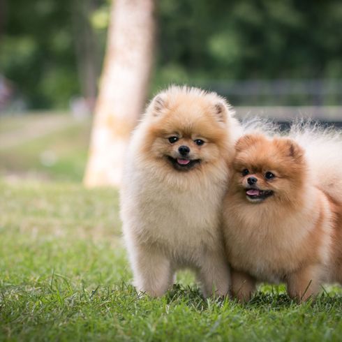 Chien,Mammifère,Vertébré,Spitz allemand petit,Canidé,Spitz,Spitz allemand,Poméranien,Race de chien,Spitz allemand moyen,Chiots spitz nains crème et marron