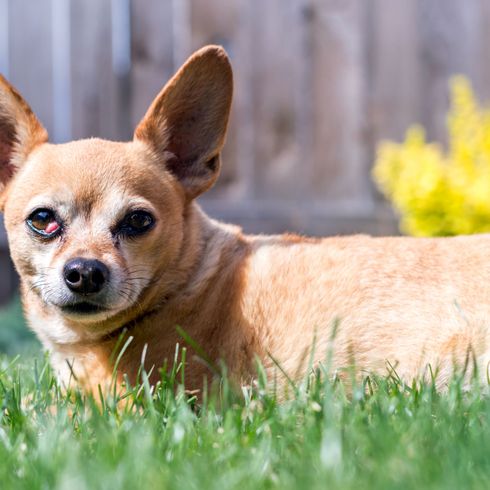 Chiweenie Chien, Mammifère, Vertébré, Race de chien, Canidae, Chihuahua, Museau, Carnivore, Chien de compagnie, Herbe, Mélange de Chihuahua, Chiweenie Mongrel, Mélange hybride