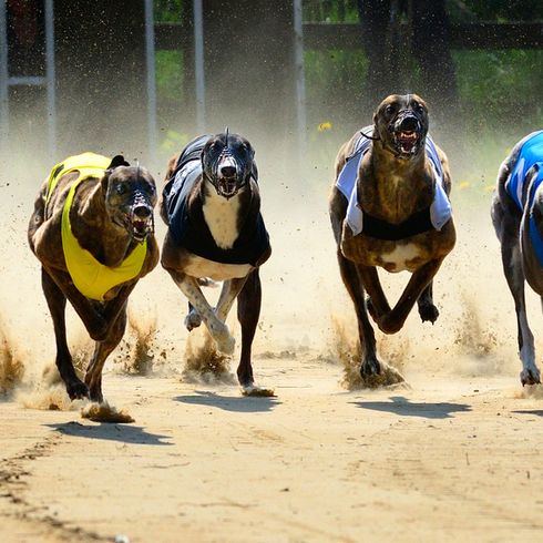 Courses de lévriers, paris sur les chiens, courses de chiens, race de chien anglais très mince, lévrier