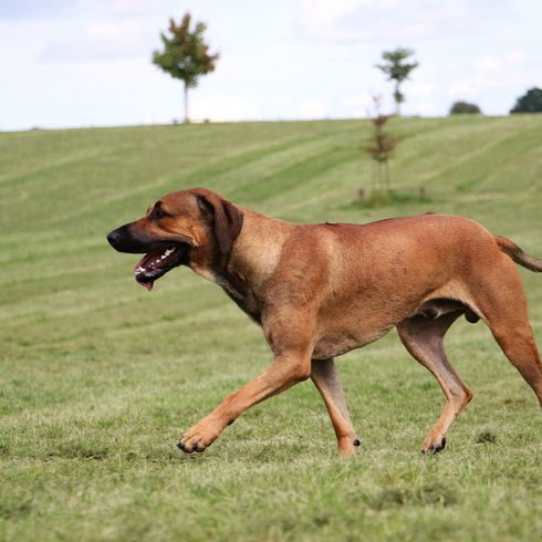 Chien, mammifère, vertébré, race de chien, Canidae, carnivore, Rhodesian Ridgeback, Africanis, race de chien sud-africaine, grand chien brun, liste des chiens en Suisse