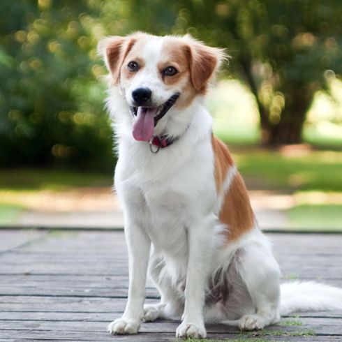 Chien, mammifère, vertébré, race de chien, Canidae, chien de compagnie, carnivore, chiot, croco brun blanc, Groupe sportif,