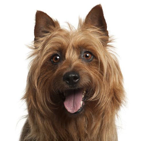 Description de la race du Terrier australien Terrier australien, petit chien de race, chiens australiens, chien aux oreilles dressées, chien terrier, race de chien débutant, chien pour la ville, petit chien de berger, chasseur de rats, chien qui chasse les rats, chien à crinière
