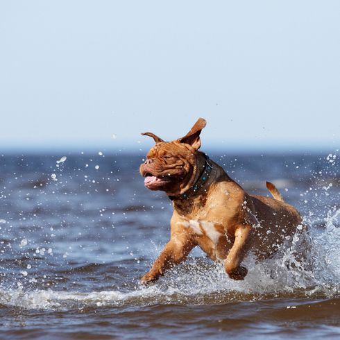 chien, canidé, race de chien, saut, carnivore, groupe sportif, dogue de bordeaux, mer, vague, dogue de bordeaux brun joue dans la mer