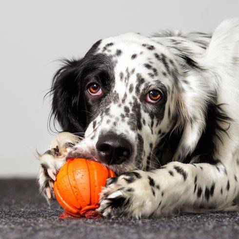Setter anglais noir blanc avec balle Jouet intelligent pour chien, chien achète sur balle, balle orange que vous pouvez remplir de friandises pour chiens, Setter anglais avec fourrure noire et blanche, grand chien de race