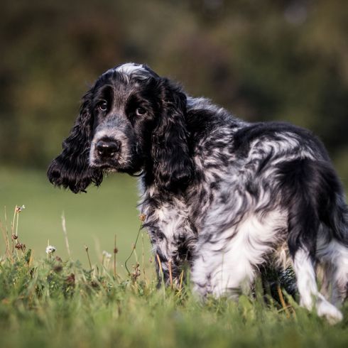 Chien, mammifère, vertébré, race de chien, Canidae, épagneul allemand, race similaire au cocker anglais, épagneul cocker, carnivore, chien similaire à l'épagneul français, épagneul Springer noir et blanc