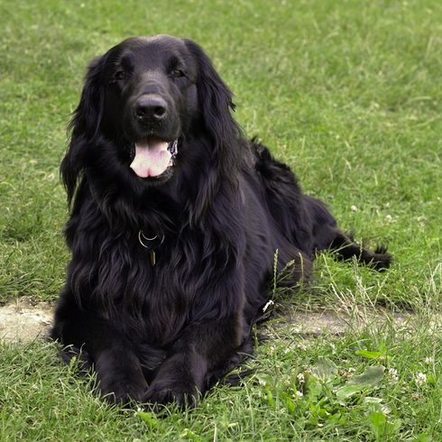 retriever noir à poil plat, long poil noir lisse sur grand chien