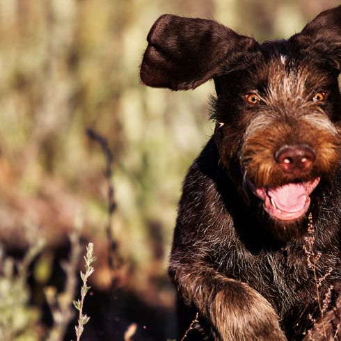 un chien allemand brun à poil dur court dans un pré et les oreilles volent dans les airs, un chien qui grandit, un chien de race allemande, un chien de chasse