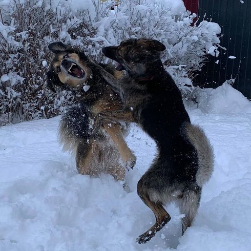 Schnee,Hund,Hunderasse,Fleischfresser,Fenster,Gefrieren,Schnauze,Schwanz,Sportliche Gruppe,Winter,