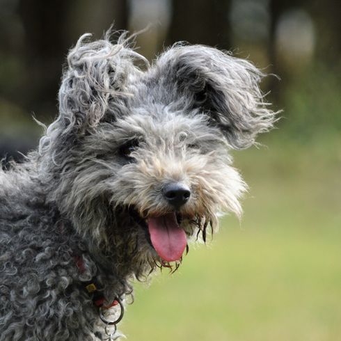 chien gris avec des boucles riant sur un pré, Pumi de Hongrie