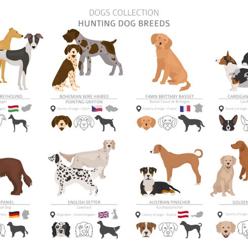 Infographie de toutes les races de chiens pour la chasse Griffon Fauve de Bretagne, chien de race français, chien de France, poil dur, poil dur, chien de chasse, chien de famille, chien roux, chiens de chasse de toute l'Europe, infographie des races de chiens, Quels sont les chiens de chasse ?