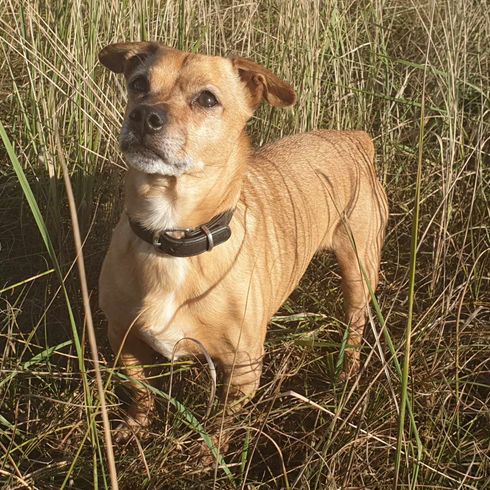 Jack Shih Tzu Mix Chien,œil,race de chien,carnivore,chien de compagnie,faon,herbe,moustaches,animal terrestre,animal de travail,
