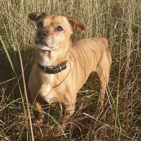 Chien,œil,race de chien,carnivore,chien de compagnie,faon,herbe,moustaches,animal terrestre,animal de travail,