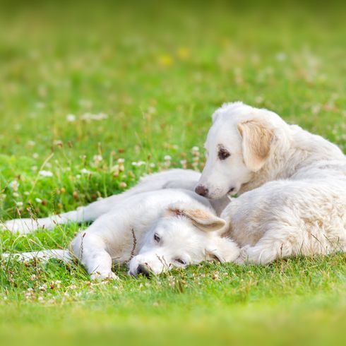 Deux petits chiots blancs de la race Kuvasz jouent dans le pré, de jeunes chiens de la race hongroise Kuvasz sont couchés dans l'herbe et jouent gentiment ensemble.