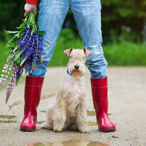 Terrier Lakeland entre des bottes en caoutchouc rouges