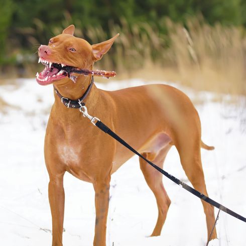 Corps d'un chien pharaon, chien Kelb, chien marron, chien roux, chien de taille moyenne aux grandes oreilles dressées et au pelage court.