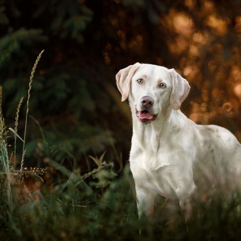 ligne de travail Labrador blanc Chien, mammifère, vertébré, Canidae, race de chien, carnivore, race similaire au Dogo Argentino, groupe sportif, herbe, Labrador Retriever blanc,