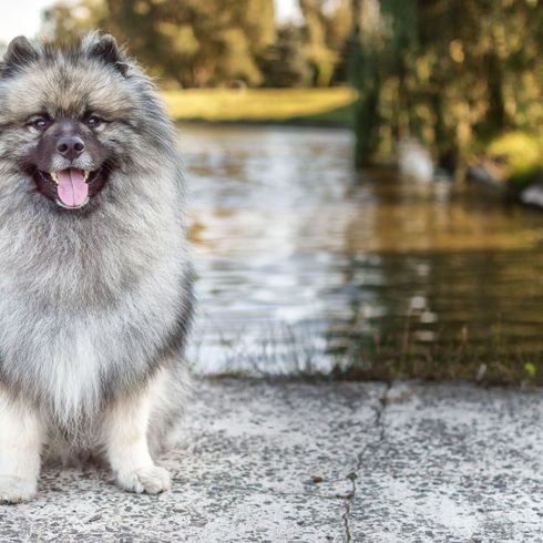 wolfsspitz gris allemand devant un lac Chien, mammifère, vertébré, Canidae, Spitz allemand, race de chien, Spitz, Keeshond, carnivore, Spitz allemand gris petit,