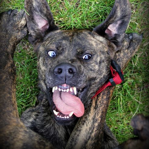 Portrait drôle d'un chien montrant la langue et les dents, Majorero Canario, chien d'Espagne qui a le poil bringé, poil noir bringé, grand chien avec courant, race de chien Bardino