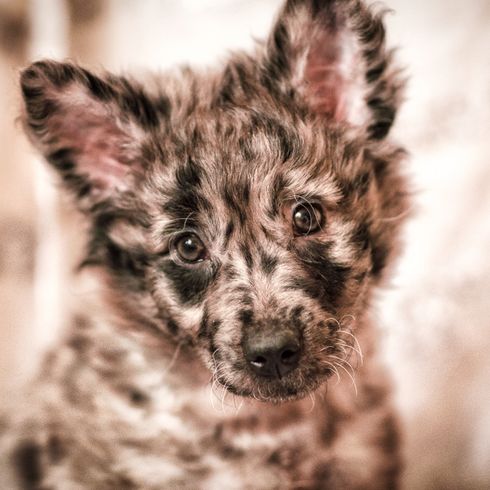 chiots mignons, chien de race Merle, chien de race avec optique Merle, chien similaire au Collie, chien similaire au Berger australien, chien de berger de Hongrie, chien de troupeau de Hongrie, chien de race hongrois, Mudi, chiot de race Mudi