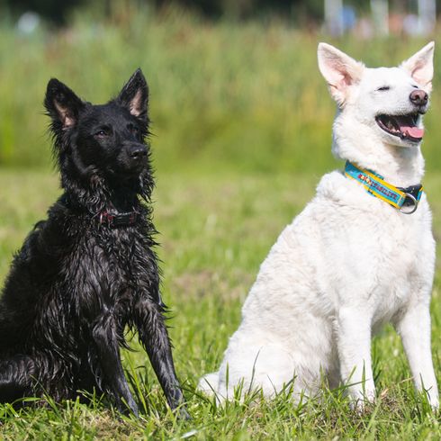 chien Mudi noir adulte, chien Mudi blanc adulte similaire au chien berger blanc mais plus petit, race de chien hongroise