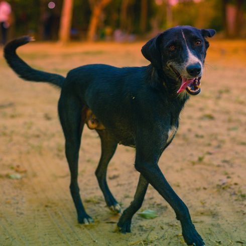 chien noir de grande taille, grand chien, race de chien de l'Inde, chien noir à face blanche, lévrier, chien de chasse bâtard, race non reconnue, chien Chippiparai, chien Paria, chien indien Paria.