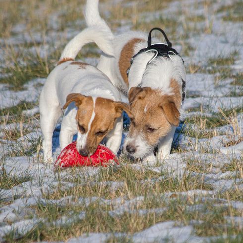 Hund,Hunderasse,Fleischfresser,Pflanze,Gras,Begleithund,Rehkitz,Komfort,Sportliche Gruppe,Schwanz,