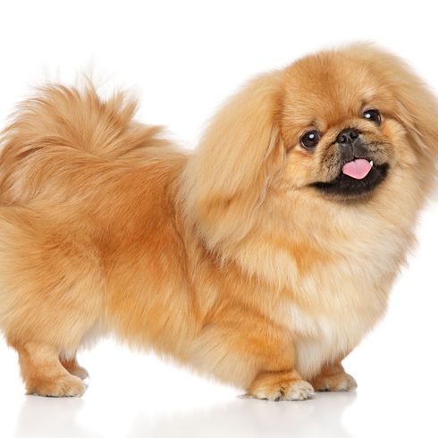 petit chien blond qui ressemble à un Chihuahua mais qui est un Pékinois, les chiens pékinois au museau très court ont souvent une pré-morsure et une malocclusion des dents
