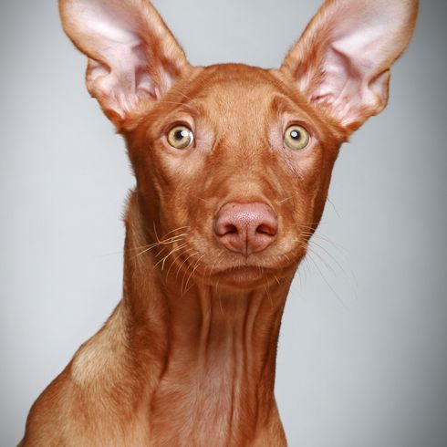 Chien pharaon de profil de face, chien ressemblant au Magyar Viszla avec des oreilles dressées, chien de race rouge, chien de taille moyenne à poil court.