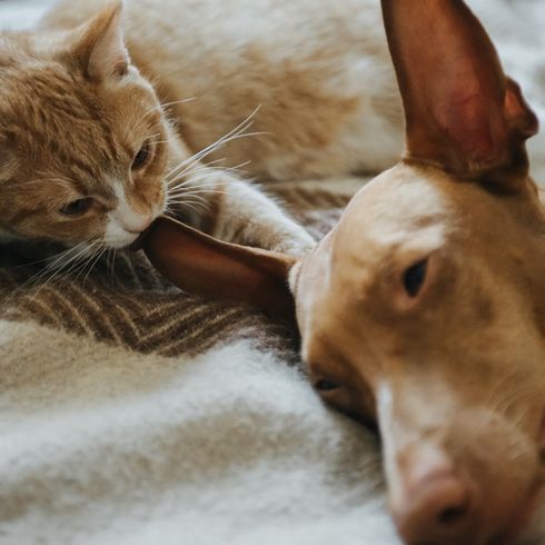 Chien pharaon avec chat au lit, chien et chat sont amis, chien brun de taille moyenne avec peu de poils et de très grandes oreilles, oreilles dressées