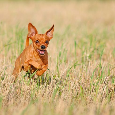 le Prager Rattler rouge semblable au Chihuahua court dans un pré et a les oreilles dressées, race de chien très petite et légère