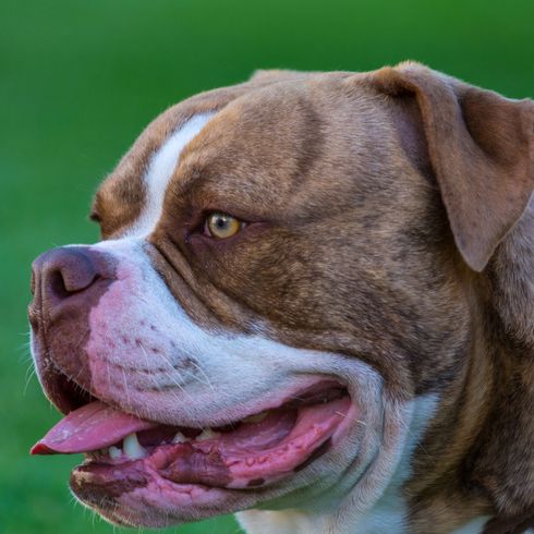 chien, mammifère, vertébré, race de chien, Canidae, bulldog anglais ancien, bulldog renascence, bulldog australien, bulldog vue latérale