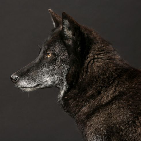 Timberwolf, loup croisé avec un chien, loup noir, chien-loup, ancêtre des chiens
