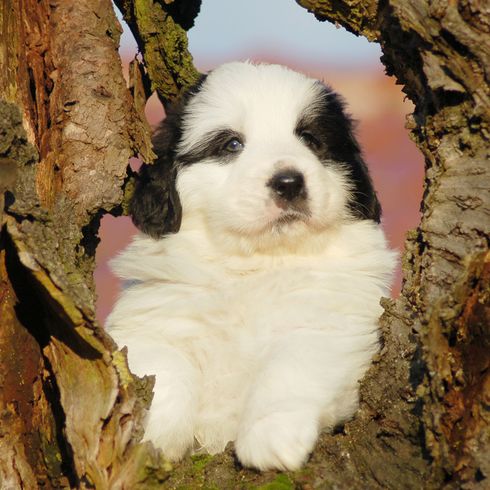 Chiot Mastiff des Pyrénées, chien de race noir et blanc, Mastín del Pirineo, grand chien de race espagnol, chien de troupeau, chien de ferme, chien pour débutants, chien calme, chien géant, plus grand chien du monde, chien à poil long, chien gris et blanc avec oreilles en triangle.