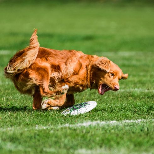 Chien rouge chassant un frisbee sur un champ vert, chien de race rouge, chien de taille moyenne