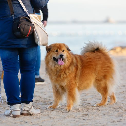 Chien rouge Elo en laisse se promenant avec ses maîtres sur la plage, chien adapté aux familles et aux débutants.