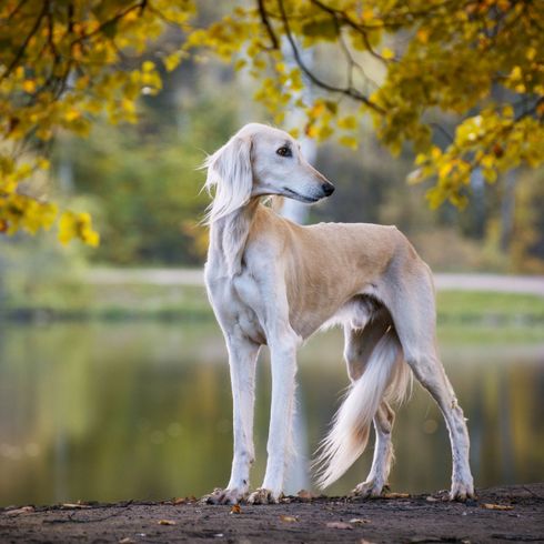 Saluki blond Chien, mammifère, vertébré, Canidae, race de chien, whippet, lévrier, saluki, carnivore, chien de boue, grande race de chien à poils longs sur oreilles tombantes