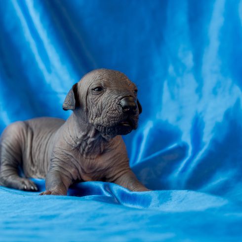 Chiot Xolo couché sur fond bleu, chiot d'une semaine sans poils, chien sans fourrure