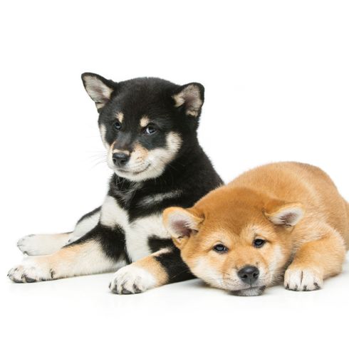 Chiots Shiba Inu noir rouge Chien, mammifère, vertébré, Canidae, chiot Shiba inu en noir et un en rouge, race de chien, carnivore, chiot, chien similaire à Akita inu