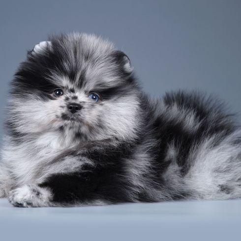 Spitz nain de Merle mammifère, vertébré, Canidae, Poméranien, chiot, chien, carnivore, coloration rare chez le Poméranien, spitz nain merle, chiot spitz nain noir et blanc