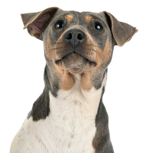 Terrier Brasileiro tempérament, chien bleu, chien avec couleur bleue