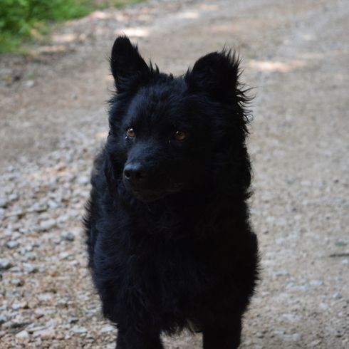 Tête de chien de berger croate chien de race noire, chien de berger croate, Hrvatski ovčar, chien de berger croate, chien de berger, chien de Croatie, chien similaire au Pumi, chien similaire au Spitz, chien noir, chien de taille moyenne, chien de berger, chien aux oreilles dressées sur un sol en gravier.