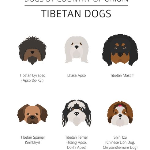 Graphique des chiens du Tibet