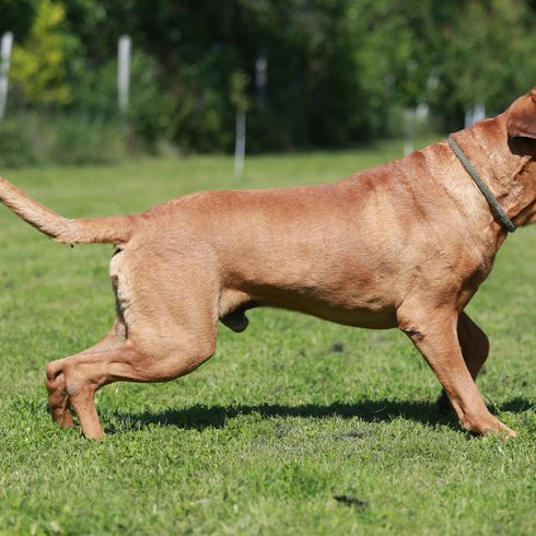 chien musclé de race qui compte comme chien de combat au Japon, chien répertorié, gros chien marron