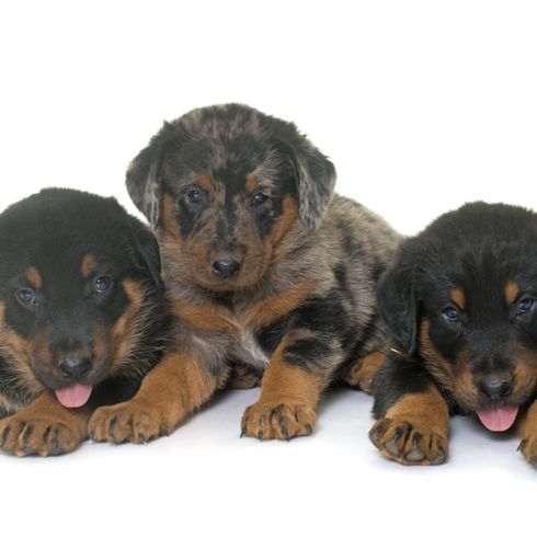 chien, mammifère, vertébré, race de chien, canidé, chiot, carnivore, chien de compagnie, beauceron, trois chiots beaucerons couchés sur fond blanc