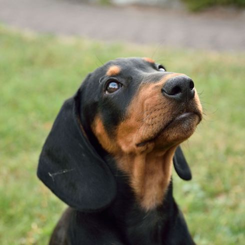 Chien, mammifère, vertébré, race de chien, Canidae, chien noir et marron autrichien, carnivore, chien de chasse polonais, chien de montagne monténégrin Kopov