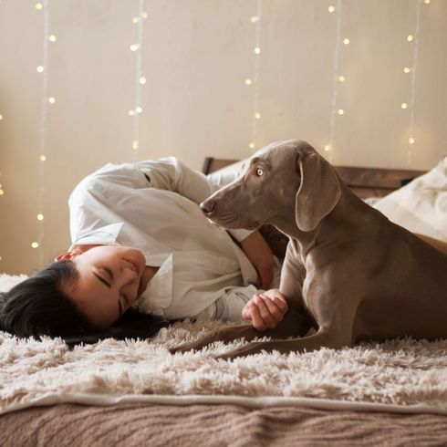 Câlins de Weimaraner, confort, chambre, chien, canidés, lit, grand chien gris aux oreilles tombantes