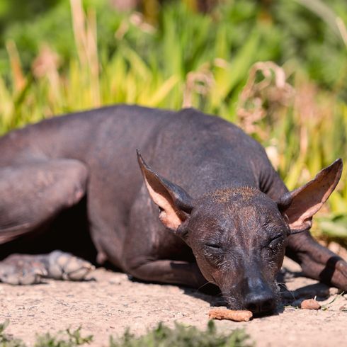 Chien nu Xolo allongé sur le sol, chien avec de grandes oreilles dressées, chien nu comme chien nu mexicain