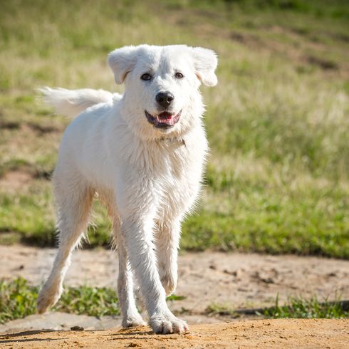 Maremmano Abruzzese juhászkutya a természetben nyáron