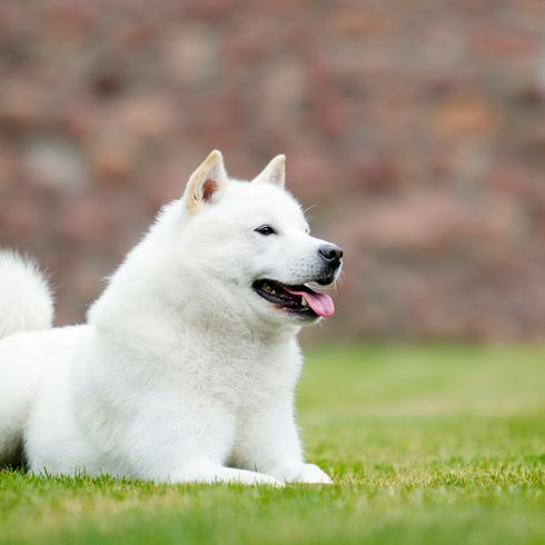 Japán hokkaidói kutya fekszik a fűben